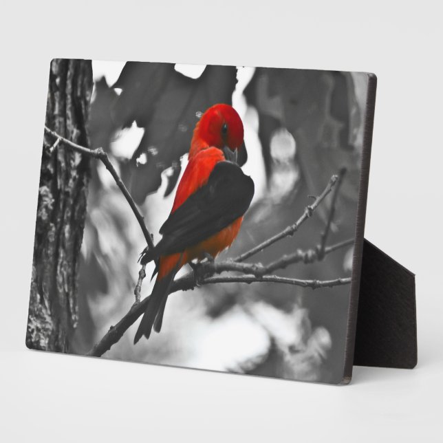 Male Scarlet Tanager Fotoplatte (Seite)