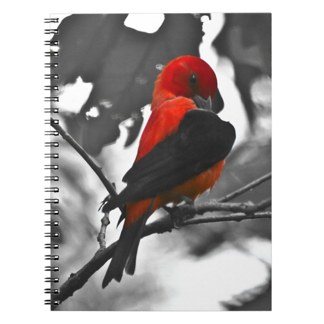 Male Scarlet Tanager Notizblock (Vorderseite)