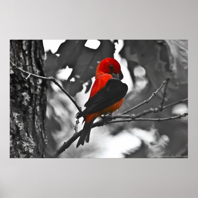 Male Scarlet Tanager Poster (Vorne)