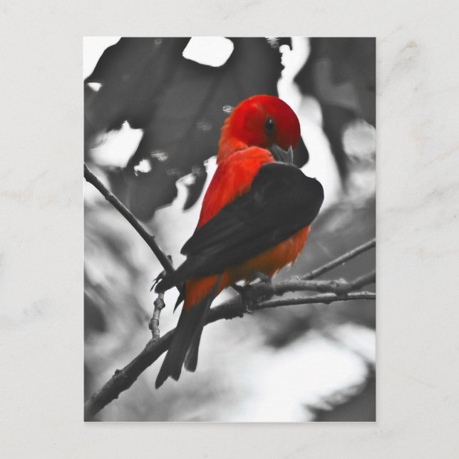 Male Scarlet Tanager Postkarte (Vorderseite)