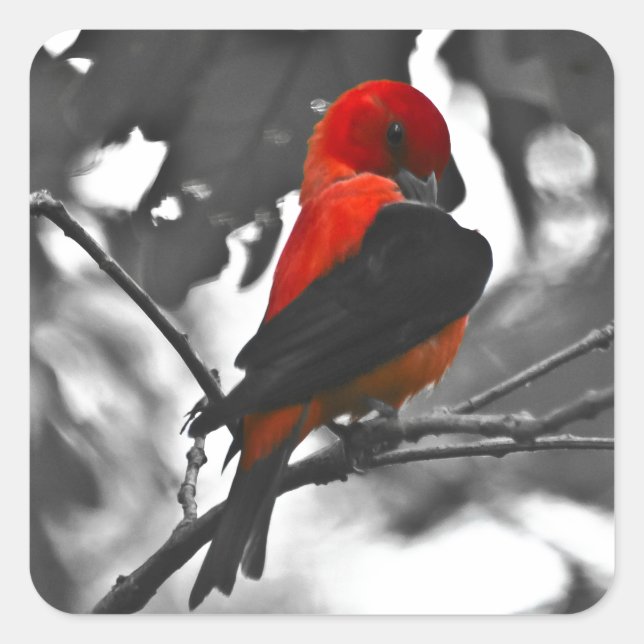 Male Scarlet Tanager Quadratischer Aufkleber (Vorderseite)