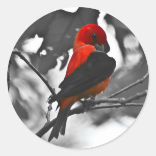 Male Scarlet Tanager Runder Aufkleber
