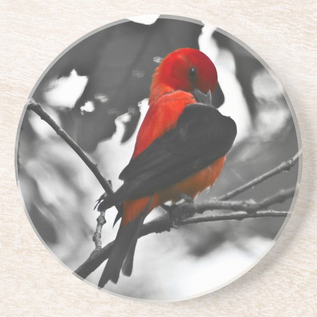 Male Scarlet Tanager Sandstein Untersetzer (Vorne)