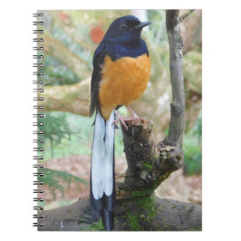 Male White-Rumped Shama Bird Notizblock