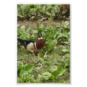 Male Wood Duck Fotodruck