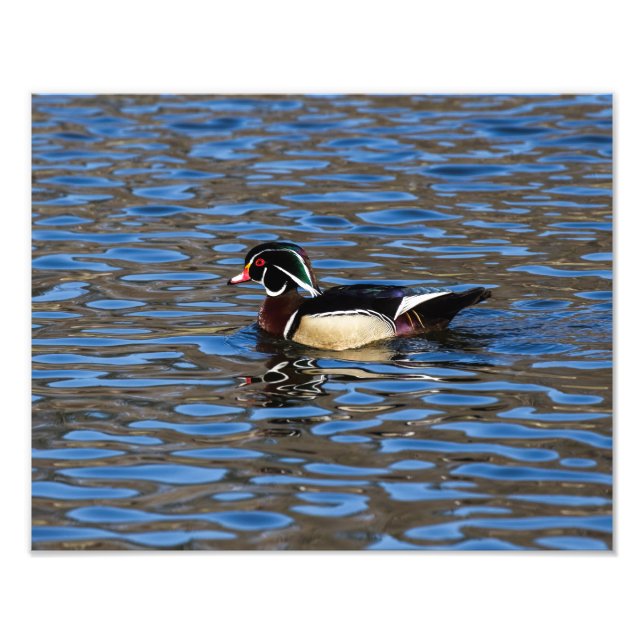 Male Wood Duck Fotodruck (Vorne)