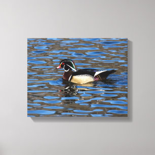 Male Wood Duck Leinwanddruck