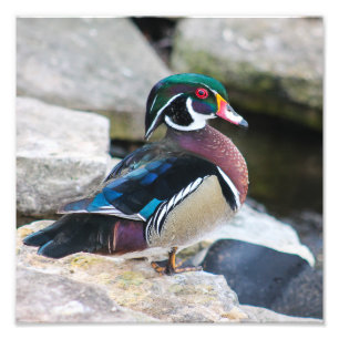 Malé Wood Duck Square Print Fotodruck