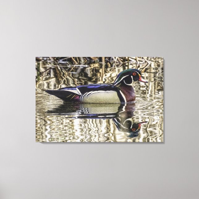 Male wood duck swimming in pond canvas print leinwanddruck (Vorderseite)