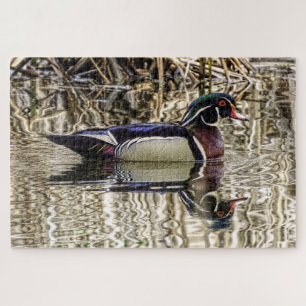 Male wood duck swimming in pond puzzle