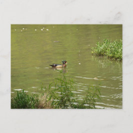 Male Wood Duck Swims Postkarte