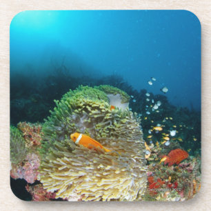 Malediven-Anemonenfische, die underwater schwimmen Getränkeuntersetzer