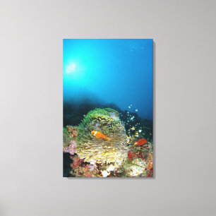 Malediven-Anemonenfische, die underwater schwimmen Leinwanddruck