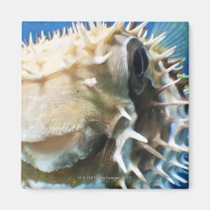 Malediven-Inseln Magnet