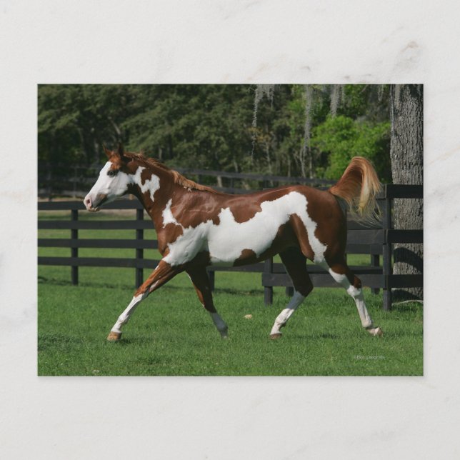 Malen Sie das Pferd, das 1 laufen lässt Postkarte (Vorderseite)