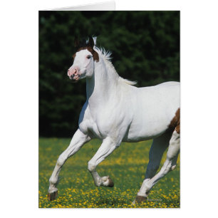 Malen Sie das Pferd, das in grasartiges Feld läuft