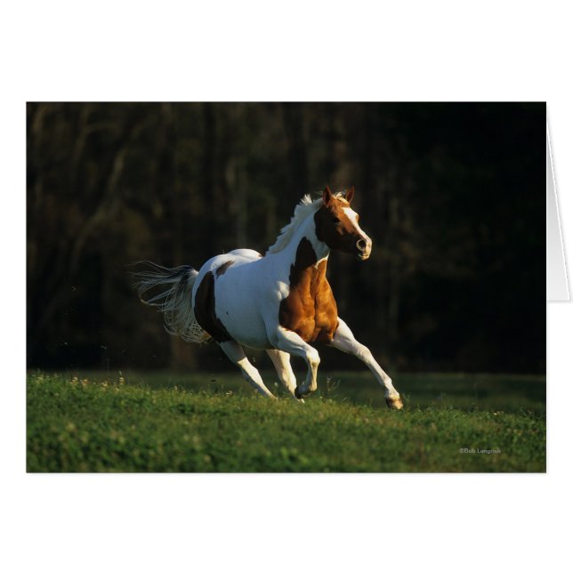 Malen Sie das Pferd, das schnell läuft (Vorderseite (Horizontal))