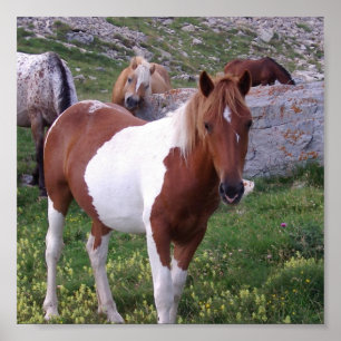 Malen Sie Pony-Plakat-Druck Poster