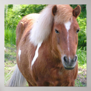 Malen Sie Quarterhorse-Druck Poster