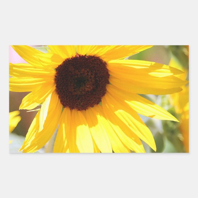 Malerei auf digitales Foto von Sonnenblumen Rechteckiger Aufkleber (Vorderseite)