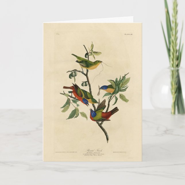 Malerische Finch (Jagd) Audubons Vögel von Amerika Karte (Vorderseite)