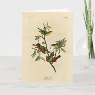 Malerische Finch (Jagd) Audubons Vögel von Amerika Karte