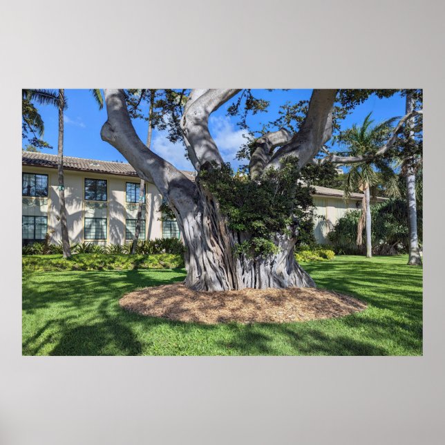 Malerisches Baumposter Poster (Vorne)