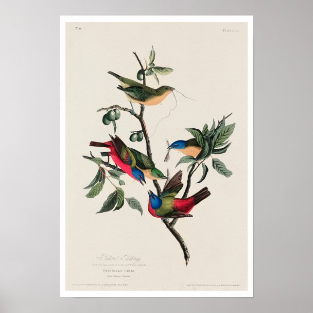 Malerisches Finch von Audubon Poster (Vorne)