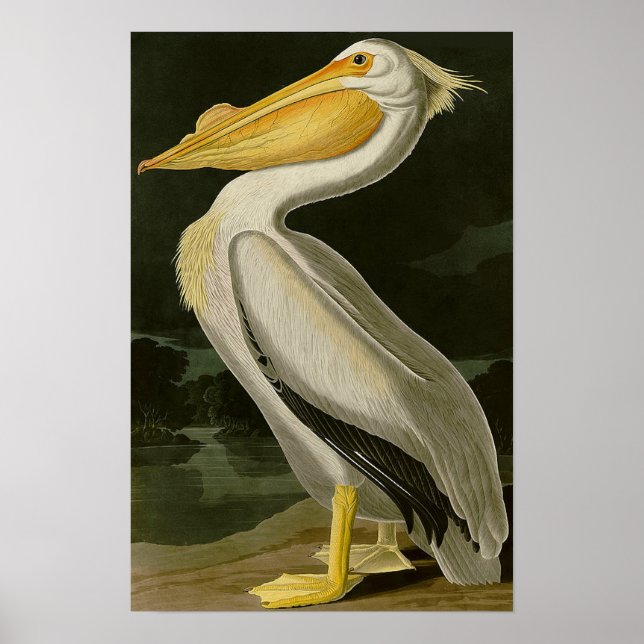 Malibu Life Design Series Pelican Poster (Vorne)