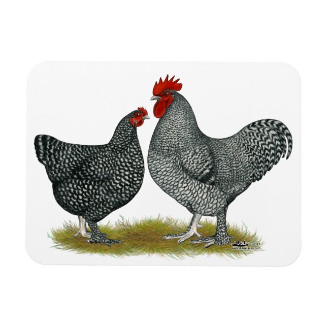 Maline Chickens Magnet (Horizontal)
