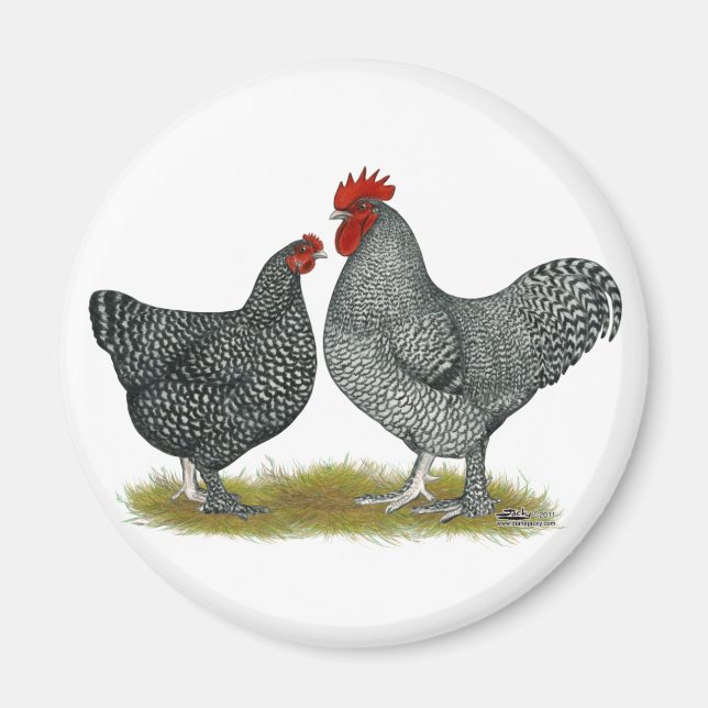 Maline Chickens Magnet (Vorne)