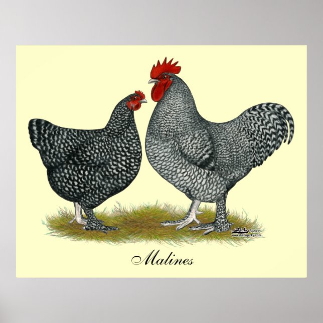 Maline Chickens Poster (Vorne)