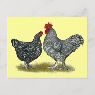 Maline Chickens Postkarte