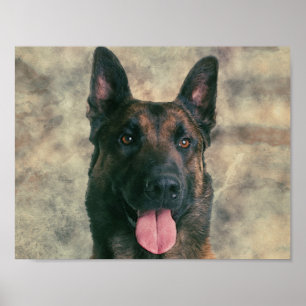 Malinois - Belgischer Hirte - Mechelaar - Maligato Poster