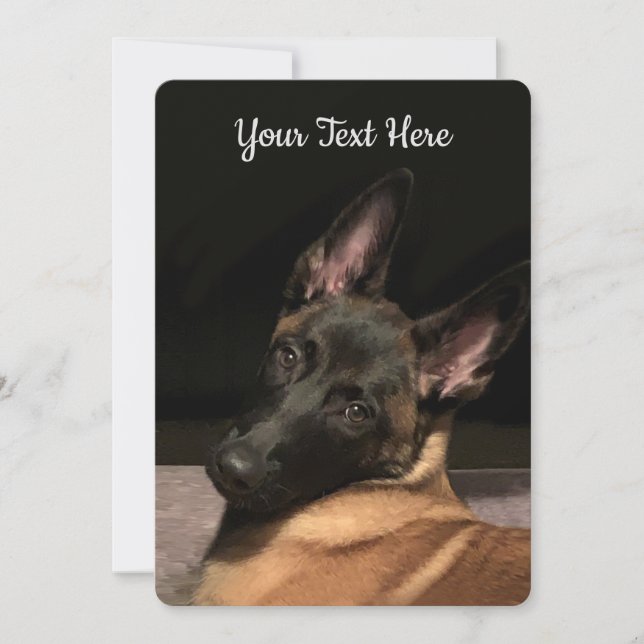 Malinois Dog (Vorderseite)