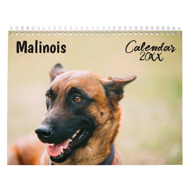 Malinois-Kalender 2026 Kalender (Titelbild)