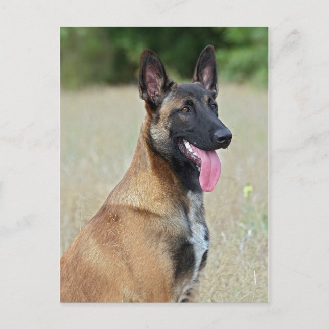 Malinois Postkarte (Vorderseite)