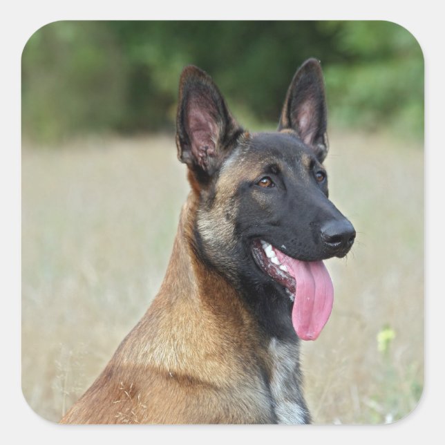 Malinois Quadratischer Aufkleber (Vorderseite)