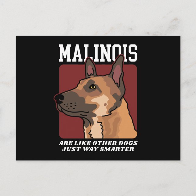 Malinois sind schlauer belgische Malinois Postkarte (Vorderseite)