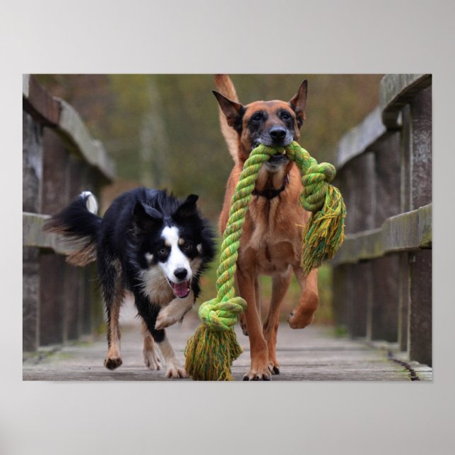 Malinois und Border Collie Running on Bridge Poster (Vorne)