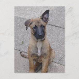 malinois Welpe sitzend.png Postkarte