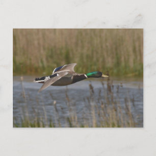 Mallard auf der Flugpostkarte Postkarte