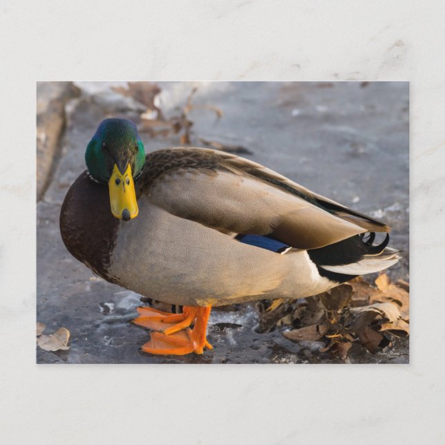 Mallard auf Eis Postkarte (Vorderseite)