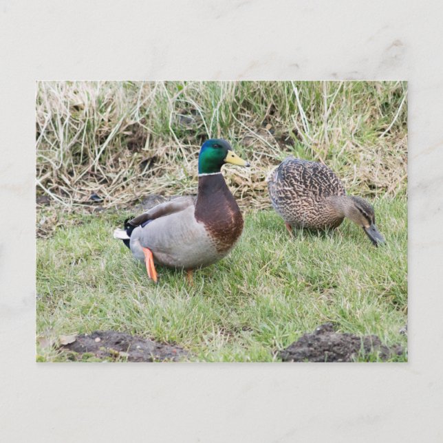 Mallard Couple Postkarte (Vorderseite)