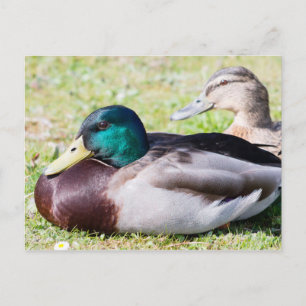 Mallard Couple Postkarte