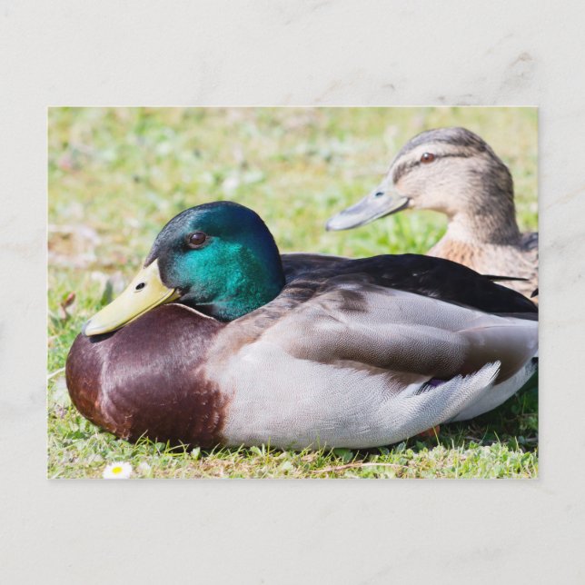 Mallard Couple Postkarte (Vorderseite)