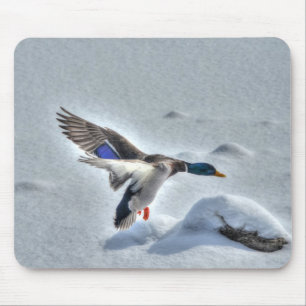 Mallard Drake Birdlover Wildlife Foto Mousepad