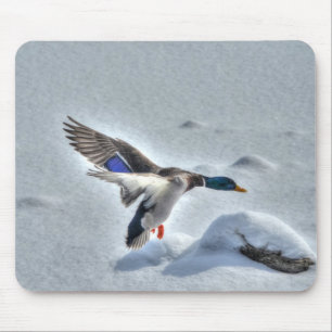 Mallard Drake Birdlover Wildlife Foto Mousepad
