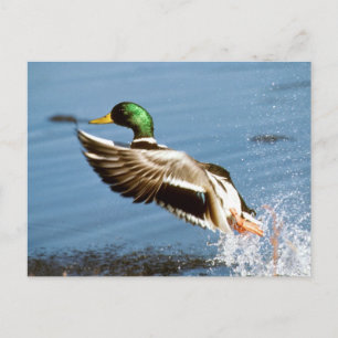 Mallard Drake Duck Postkarte