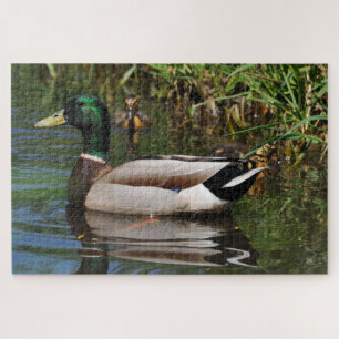 Mallard Drake Ducklings Fotografie Puzzle
